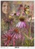 twarz kobiety, rośliny, echinacea, jeżówka*female face, plants, Echinacea, coneflower*weibliches Gesicht, Pflanzen, Echinacea, Sonnenhut*rostro femenino, plantas, Echinacea, coneflower